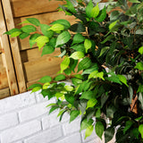 Alfresia Montego Bay Artificial Plant - Tall 170cm Shrub, Suitable for Indoor or Outdoor Use