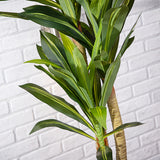 Alfresia Mauritius Artificial Plant - Thin Leaf, Suitable for Indoor or Outdoor Use